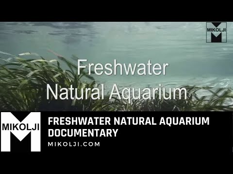 Freshwater Natural Aquarium Documentary