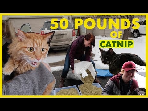 50 Pounds of Catnip VS Cats
