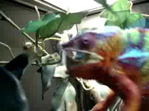 YouTube Video U--GNHOwEns