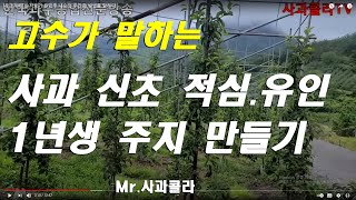 [사과재배]초밀식 적심과 유인 방법/2개의 주간을 만드는 방법. U형 관리