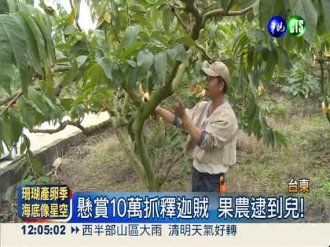 懸賞10萬抓釋迦賊 結果逮到兒子