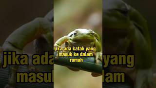 Download lagu If a frog enters the house, what does it mean? mp3