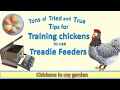 Training Chickens To Use A Treadle Feeder Tried And True Tips To Train Your Chickens