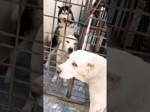 Let’s meet my dog gang 🐾  #dog #alabai #husky #love #shortsfeed