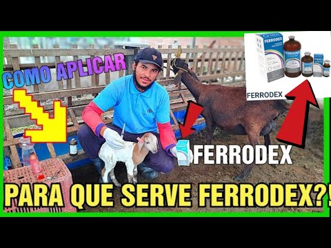 , title : 'como aplicar FERRODEX E BORREGO BOVINOS E SUÍNO DICAS importante'