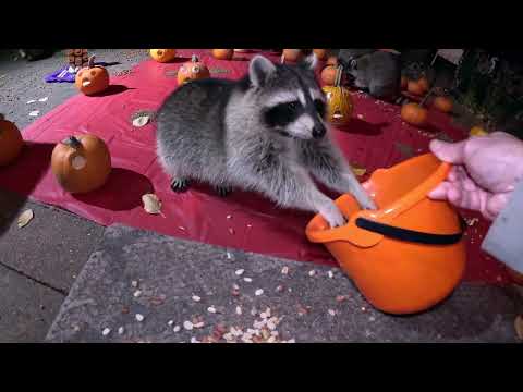 Raccoons with Canine Distemper