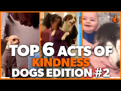 Top 6 Acts of Kindness - DOGS EDITION #2 | Faith In Humanity Restored