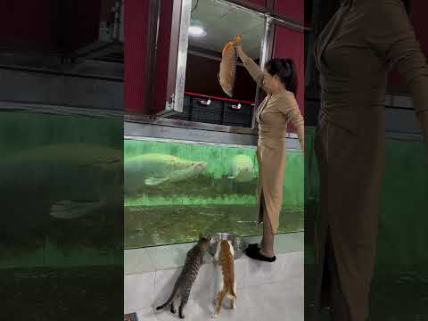 The home of the dragon fish #Arapaima #FishKeepingDiary