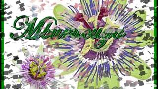 Preview de Mburucuja