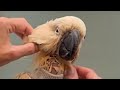 I Took Home Blind Elderly Cockatoo For His Final Days