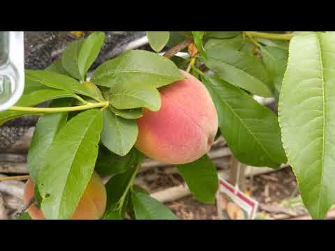 2020 June 4th -- Garden Update "Just Peachy"