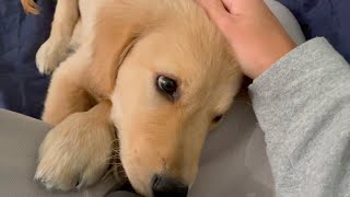 【Volume attention】 Bisuke who can't wait for a walk in the morning growls・・・【Golden retriever pup