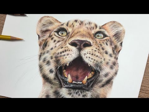 Drawing a LEOPARD in COLORED PENCIL | Drawing Tutorial