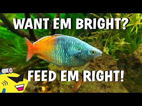 TROPICAL FISH CARE - SECRET TO THE BEST COLORS (IT'S SIMPLE)