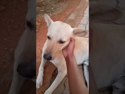 His smile at the end 🥹🥹 #shorts #dogs