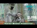 Foster Monkey Moms Can Be Scary For Baby Orphan Monkeys