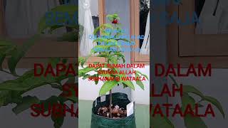 Download lagu Recite Qulhuwallahu Ahad 10 times a day and night to get a house in Allah SWT's paradise mp3 Download lagu Recite Qulhuwallahu Ahad 10 times a day and night to get a house in Allah SWT's paradise mp3