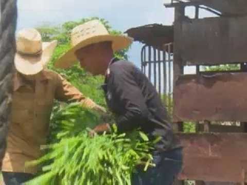 Aprovechan áreas cultivables productores del municipio de Rodas, en Cienfuegos