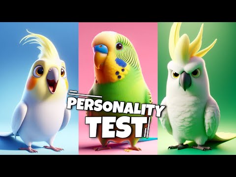 What Bird Should you Get? (BASED ON YOUR PERSONALITY) Budgie, Cockatiel, African Grey OR Cockatoo?