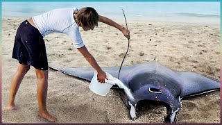 45 Animals That Asked People for Help & Kindness !
