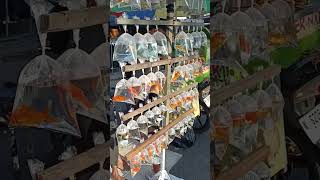 Download lagu wah, ada banyak sekali ikan cupang yang dijual #shorts mp3