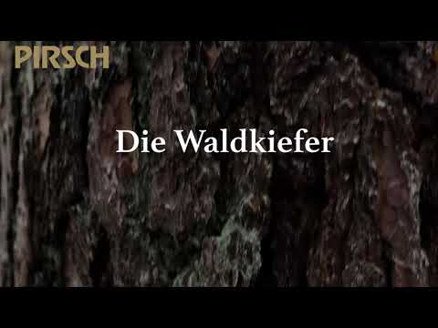 Baumvorstellung Kiefer