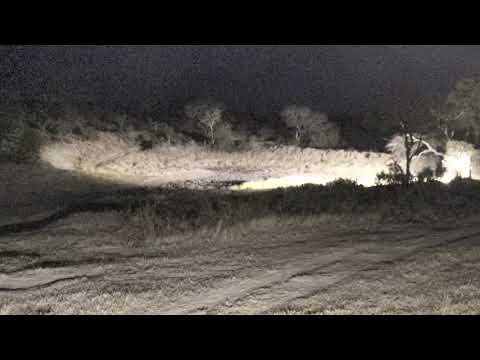 Djuma: Wild Dog heard calling at times and Hyenas drinking and audio - 18:10 - 08/04/18