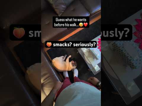 Guess what he wants before his walk…😅❤️ #frenchbulldog #talking #happydog #funnydog #dogshorts