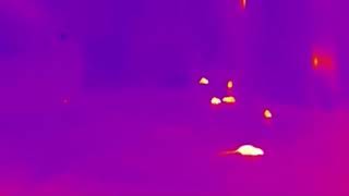 Thermal Rodent Video 1