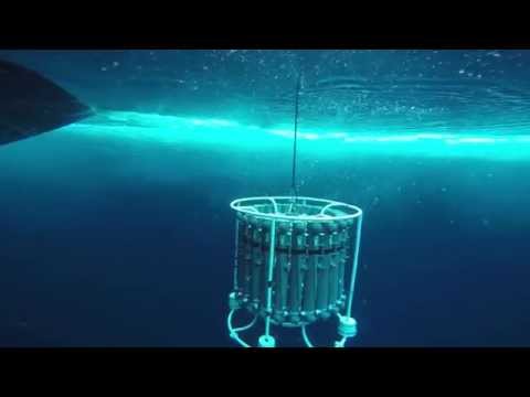 Seal's eye View of CTD Cast