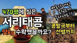 서리태콩 탈곡부터 선별까지 / 470평 논콩 과연 몇키로 수확했을까요? / 이웃 어르신은 벼농사보다 콩농사가…