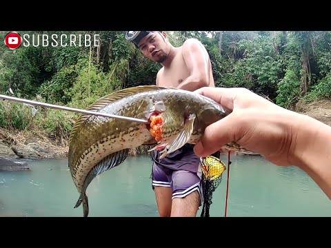 EP201 " BALIK ILOG " UNANG PAG SUGOD NG PAMAMANA DALAG AGAD