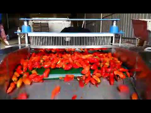 download lagu mp3 mp4 Chili Pepper Hole Punch, download lagu Chili Pepper Hole Punch gratis, unduh video klip Chili Pepper Hole Punch
