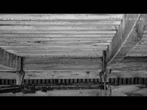 Live webcam view of Big Brown Bat Colony Cam