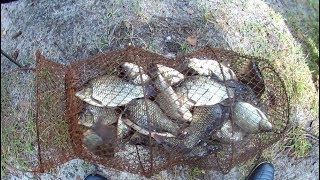 Ловля карася в августе на удочку