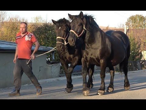 Iepele lui Cipri de la Borsa, Cluj - 2019 Nou!!!