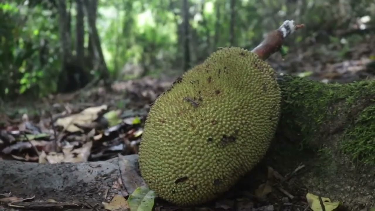Projeto Sementes de Yewá — vídeo