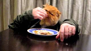 Кошка, котора ест руками