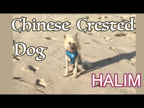 Halim Exploring the Enchanting World of Chinese Crested Dogs