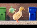 The Runaway Duckling