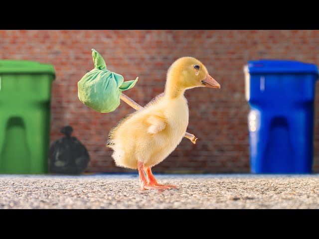 英语中duck的视频发音