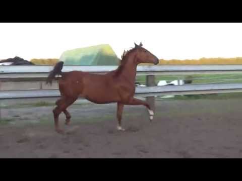 Bretton Woods - Sir Donnerhall, 2jährig