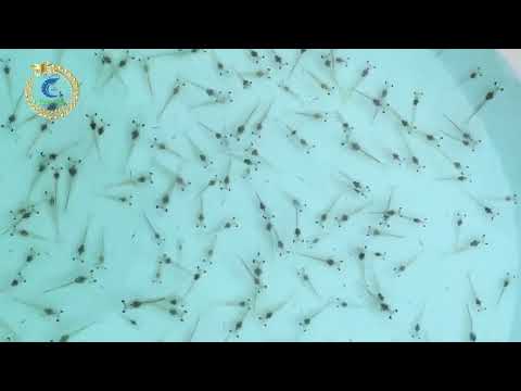Tôm giống Tuấn Vân: 3 ngày vèo tại Nghệ An
