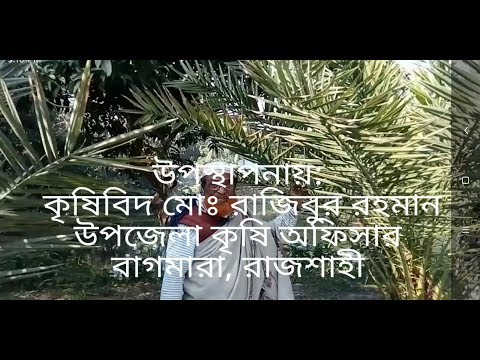 সৌদি খেজুর চাষের নিয়মাবলী
