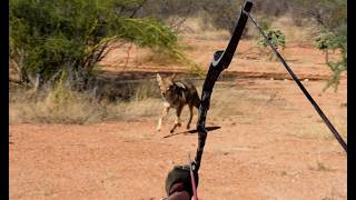 Bow Hunting Running Coyotes and Prowling Cats