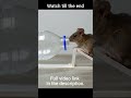 How To Make A Water Bottle Mouse/Rat Trap #shorts #mousetrap #rattrap