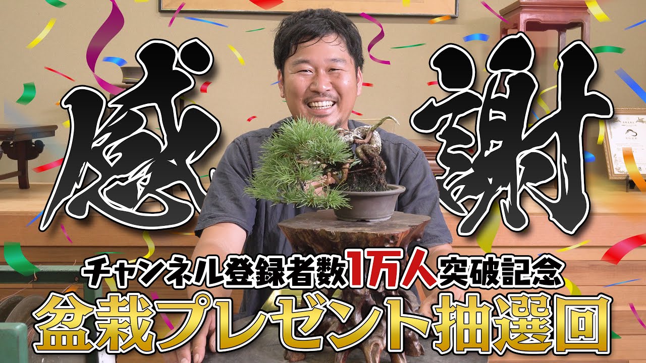 超希少激レア！鬼才関野正作　根上がり半懸崖　五葉松　小品　盆栽　黒松　真柏 超希少激レア！鬼才関野正作 根上がり半懸崖 五葉松 小品 盆栽 黒松 真