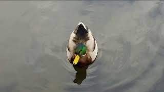 Marcelo Cezan feat. Beto Pérez &quot;Soy para Ti&quot;