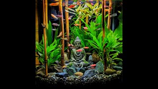 Zen style with Buddha in aquarium