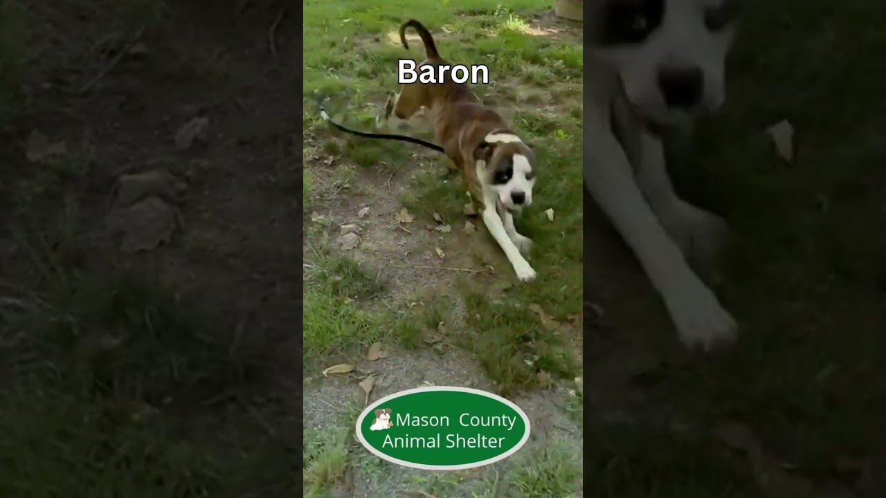 Baron, a ADOPTABLE mixed breed in Maysville, KY video 2/3